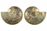 Cut & Polished, Agatized Ammonite Fossil - Madagascar #266779-1